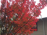 fall leaves (3)