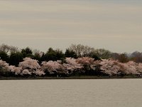 Cherry Blossoms (17)
