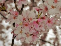 Cherry Blossoms (3)