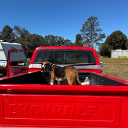 Buddy Dog