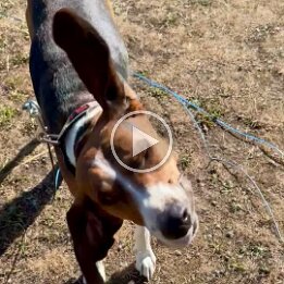Buddy Hound Dog