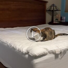 nutmeg tail chase