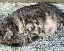 terry seal pose