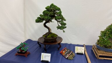 Bonsai Santa Cruz (1)