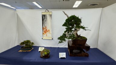Bonsai Santa Cruz (2)