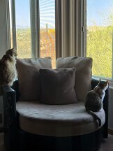 cats open window