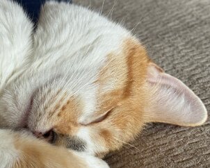 nutmeg face