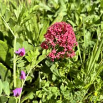 jen danville for lynne (2)