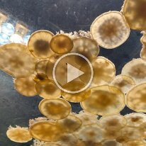 spring break sea world (2)