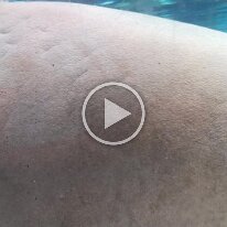 spring break sea world (4)