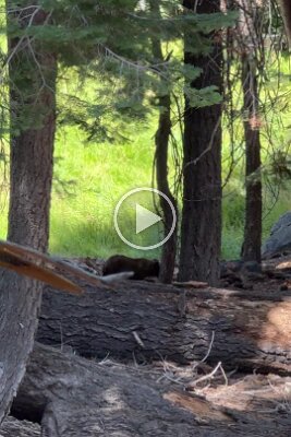 Yosemite 2026 Bear