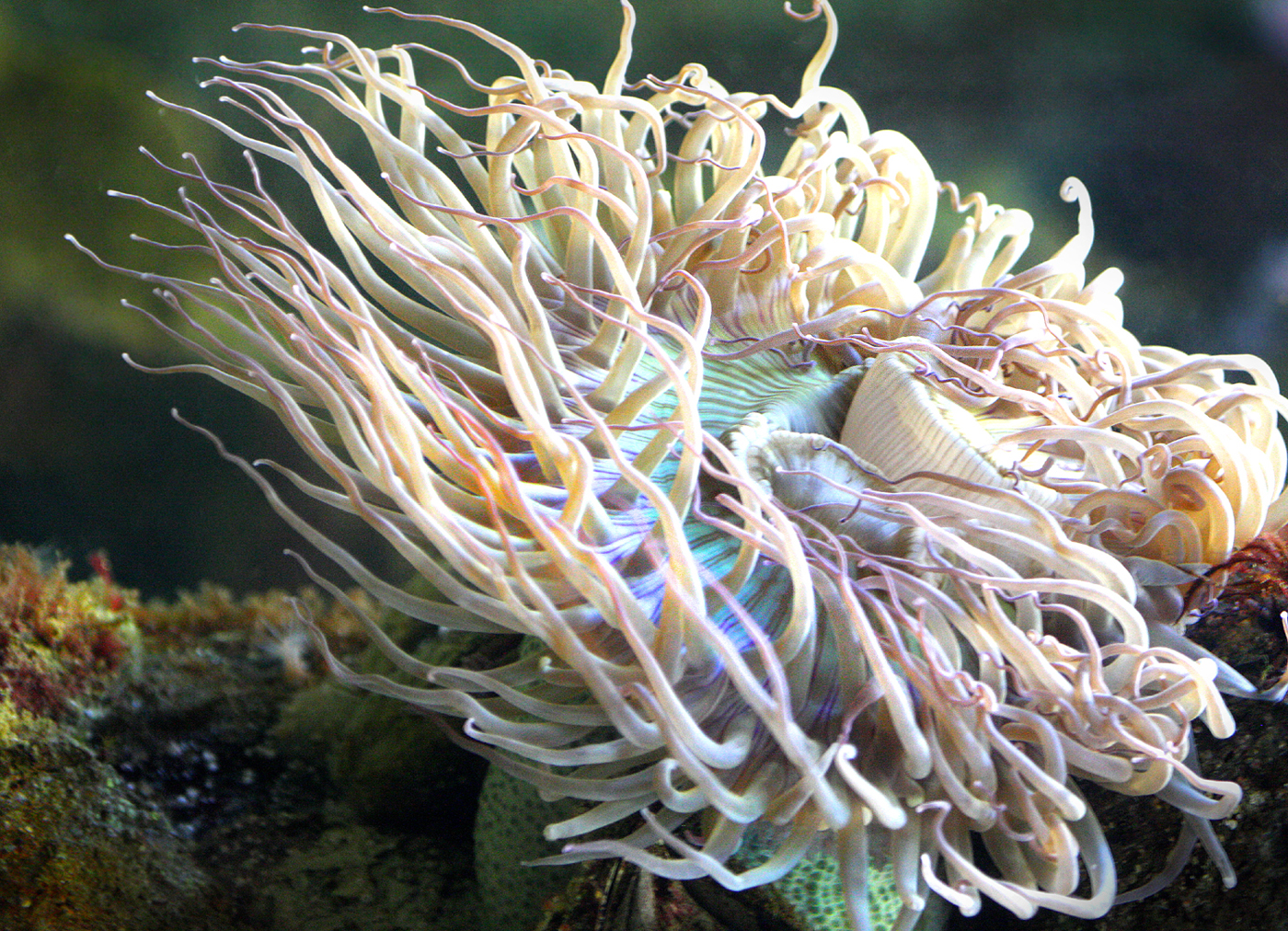 Anenome 1