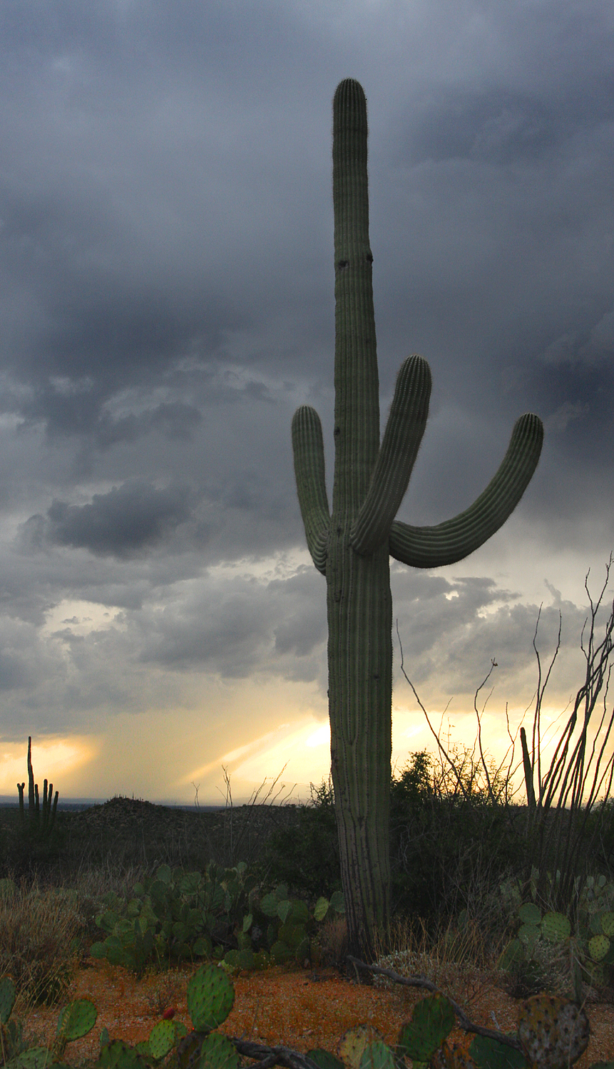 Cactus 1