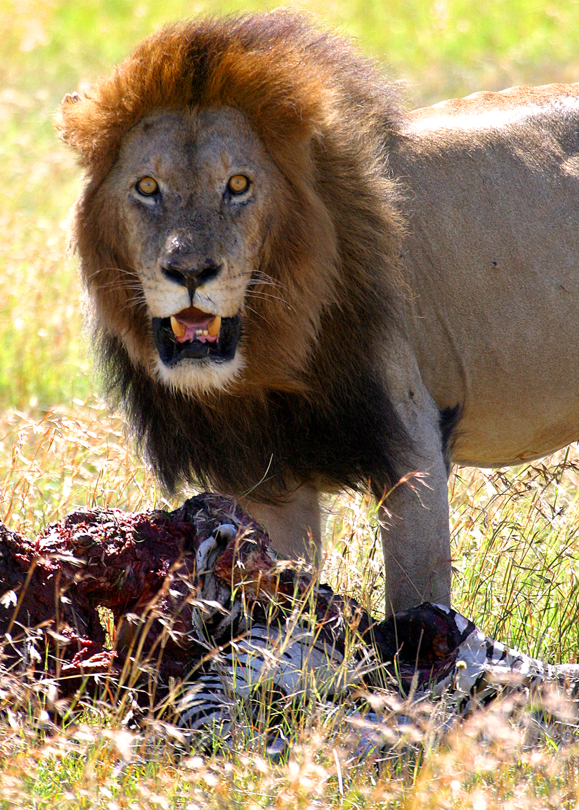 Eating Lion