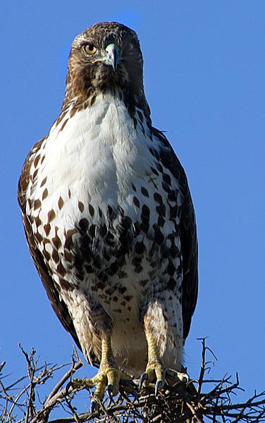 Northern Harrier