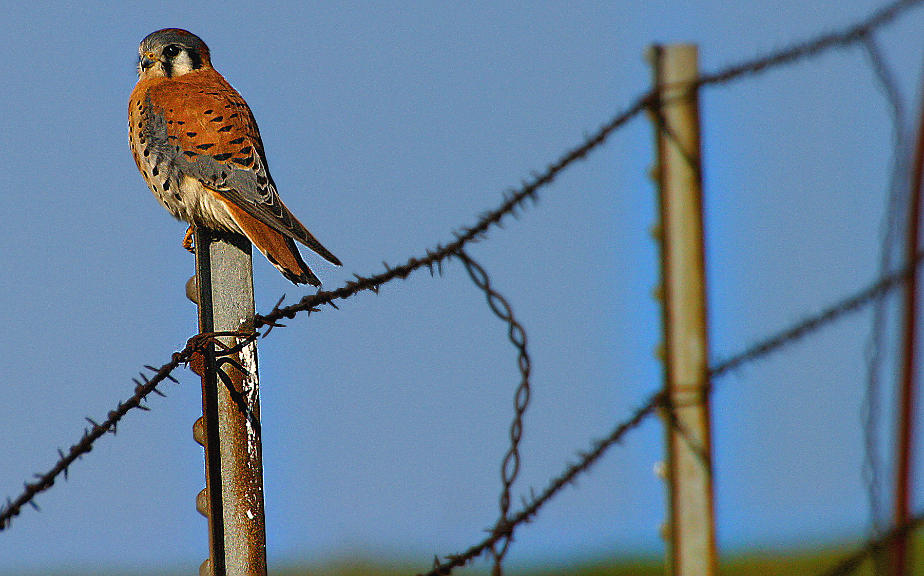 Kestrel