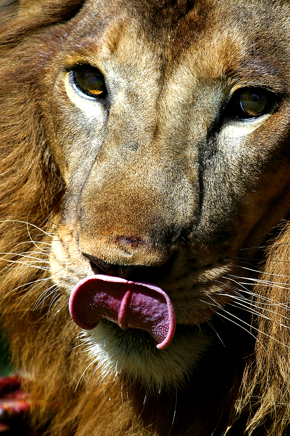 Lickin Lion