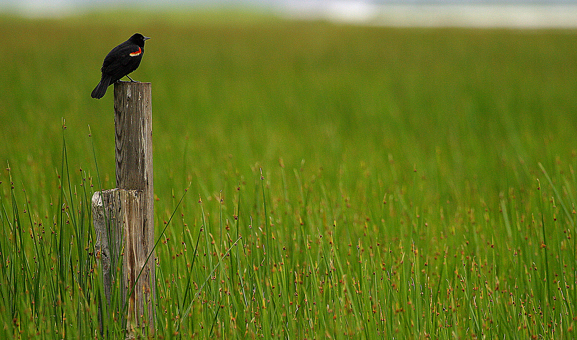 Oriole On Post Final