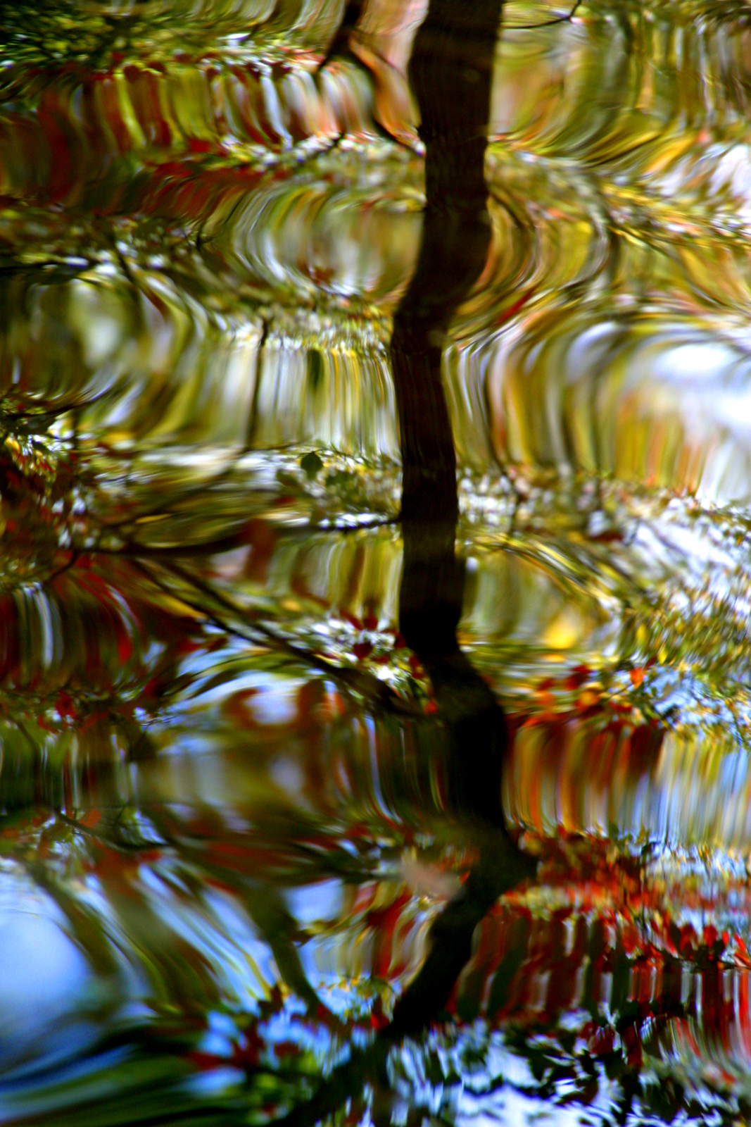 Tree Reflection